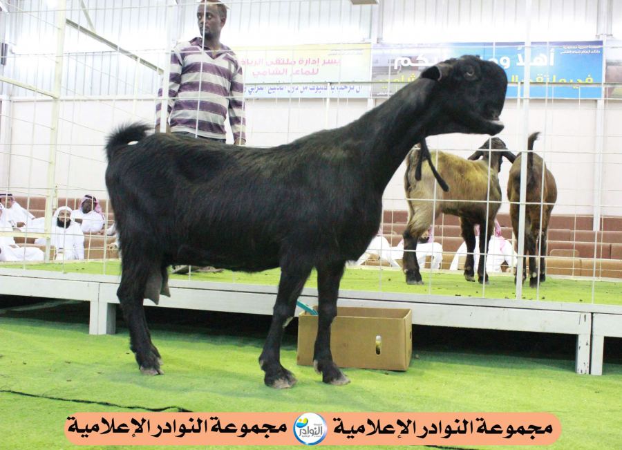 فعاليات مزاد ملتقى الرياض للماعز الشامي بالرياض لعام 1434هـ